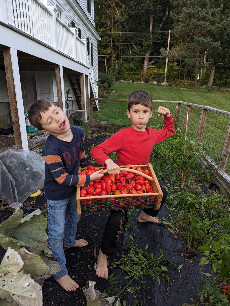 Picking the peppers